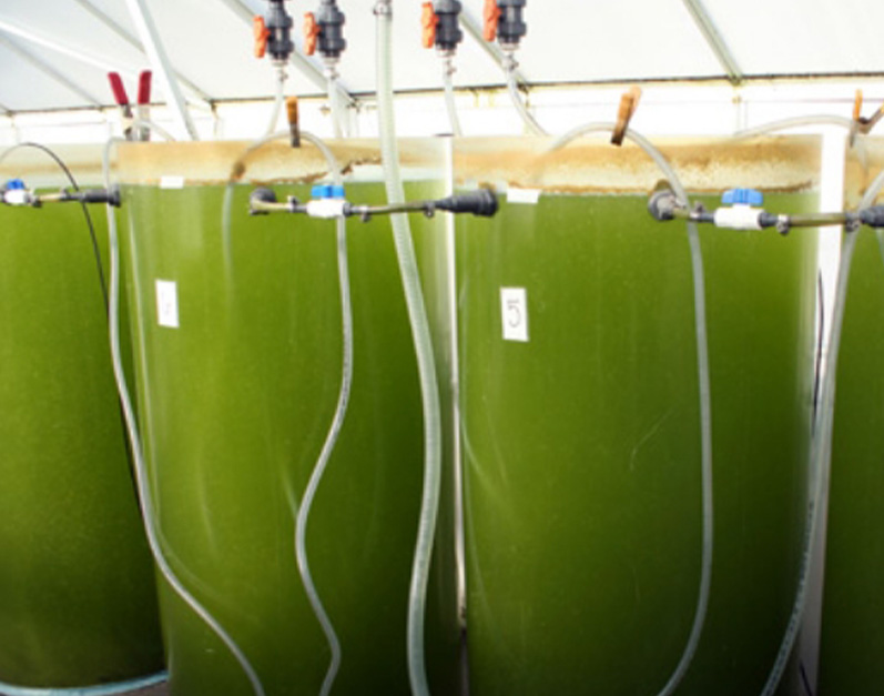 Algae venture systems